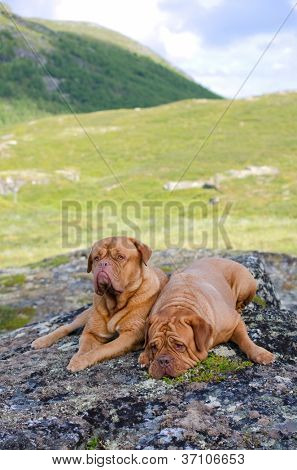 Pár Dogue De Bordeaux v horách, Norsko