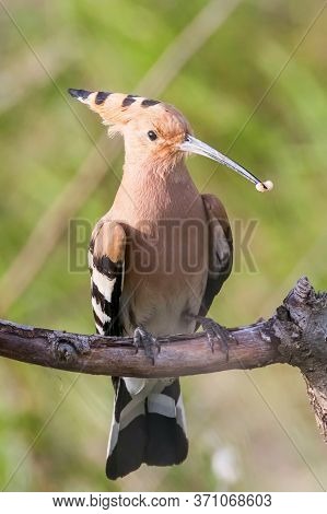 Hoopoe, common Hoopoe (upupa Epops) Eurasian Hoopoe