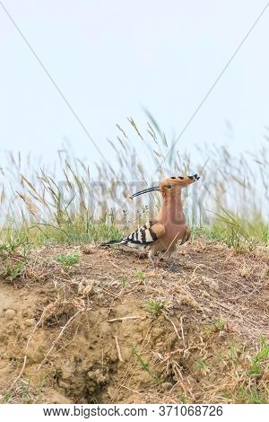 Hoopoe, common Hoopoe (upupa Epops) Eurasian Hoopoe