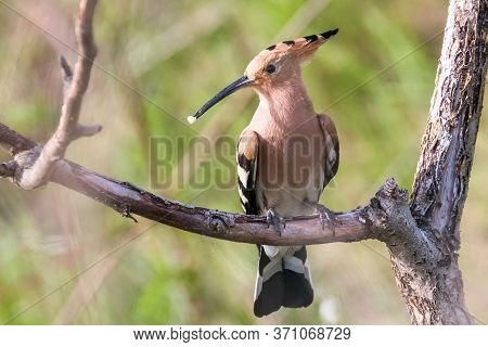 Hoopoe, common Hoopoe (upupa Epops) Eurasian Hoopoe