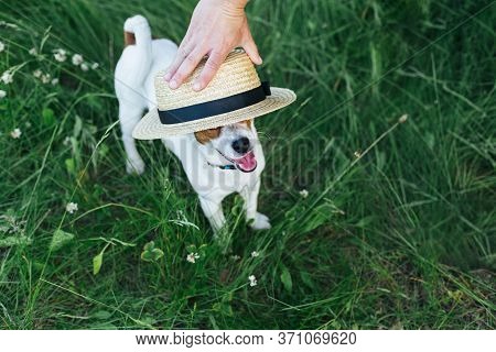 Happy Puppy Jack Russell Terrier And His Owner Playing With Strow Hat In The Summer Meadow. Dark Gre