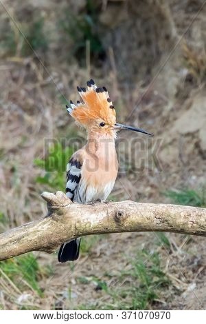 Hoopoe, common Hoopoe (upupa Epops) Eurasian Hoopoe