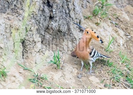 Hoopoe, common Hoopoe (upupa Epops) Eurasian Hoopoe