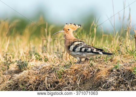 Hoopoe, common Hoopoe (upupa Epops) Eurasian Hoopoe