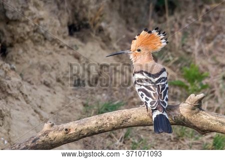 Hoopoe, common Hoopoe (upupa Epops) Eurasian Hoopoe