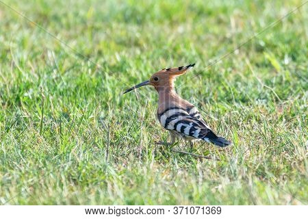 Hoopoe, common Hoopoe (upupa Epops) Eurasian Hoopoe