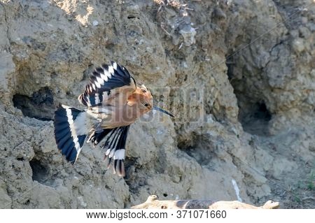 Hoopoe, common Hoopoe In Flight (upupa Epops) Eurasian Hoopoe