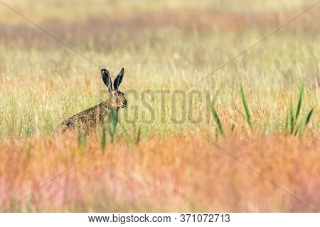 European Brown Hare (lepus Europeaus) In Field