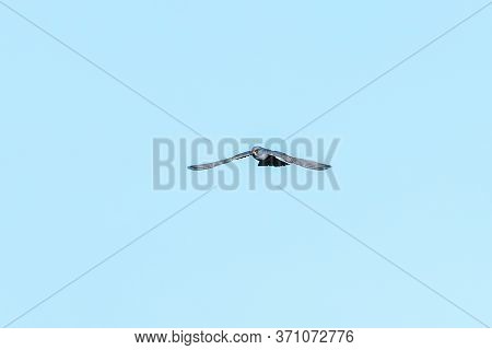 Red Footed Falcon In Flight, Falco Vespertinus
