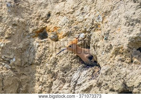 Hoopoe, common Hoopoe (upupa Epops) Eurasian Hoopoe
