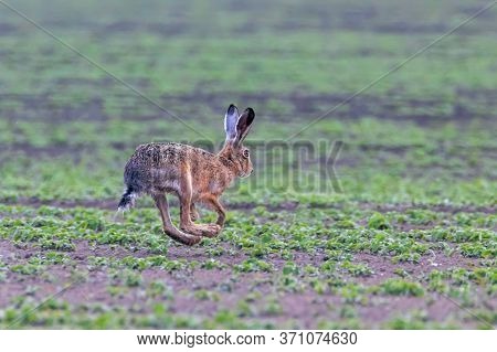 European Brown Hare (lepus Europeaus) Running In Field