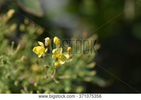 Oregon Grape Flowers - Latin Name - Berberis Aquifolium (mahonia Aquifolium)