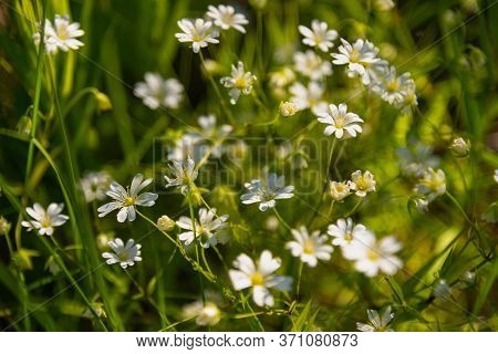 Greater Stitchwort Or Stellaria Holostea Flowers Growing In Meadow. Summer Background