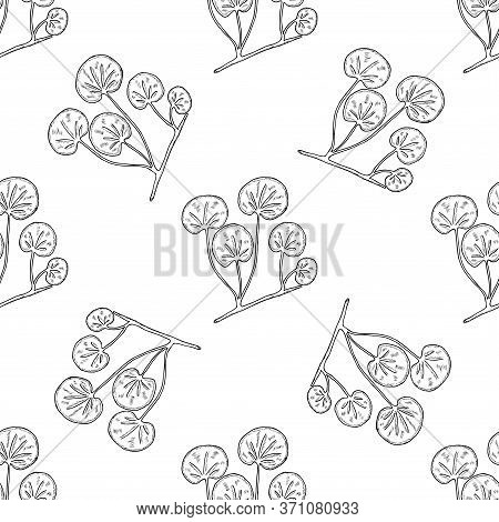 Gotu Kola Plant, Isolated On White Background. Centella Asiatica, Cosmetic And Medical Herb. Hand Dr