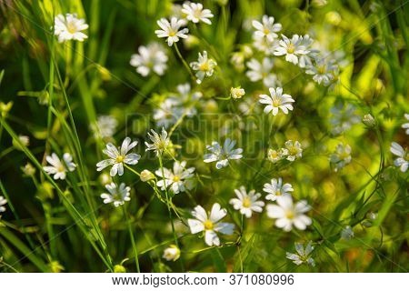 Greater Stitchwort Or Stellaria Holostea Flowers Growing In Meadow. Summer Background