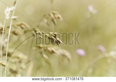 Nature Background With Wildgrass Under Sunlight. Selective Focus. Plant Background.