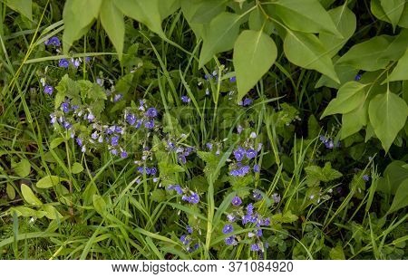Veronica Alpine Veronica Fruticans On A Green Background . Wild Flower Veronica Oak.flower Backgroun