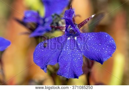 Macro Shot Of Edging Lobelia (lobelia Erinus) Flowers Covered In Water Droplets