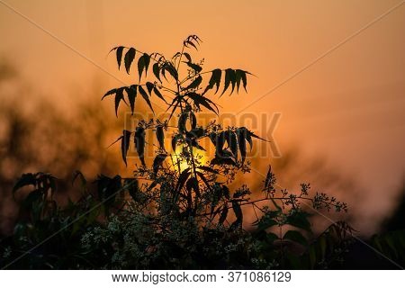 Sun Behind Neem Tree. Azadirachta Indica, Commonly Known As Neem, Nimtree Or Indian Lilac.