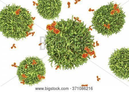 B-cell And Antibodies, 3d Illustration. Principles Of Immunity