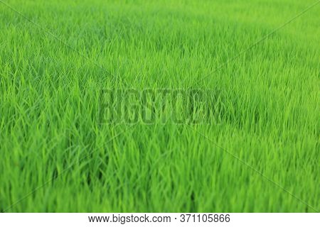 Blurry Young Paddy Seed Growing In Field. Green Grass In The Wind. Fresh Green Grass Background. Gre