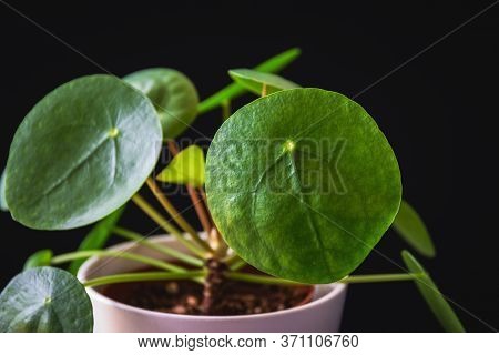 Low-key Closeup On Chinese Money Plant (pilea Peperomioides) Forming Attractive Green Rosettes. Stri