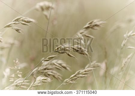 Nature Background With Wildgrass Under Sunlight. Selective And Soft Focus. Plant Background.