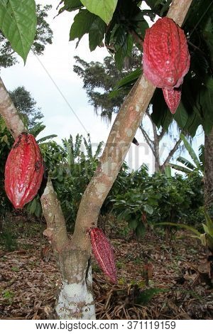 Ilheus, Bahia / Brazil - July 3, 2012: Cocoa Plantation In Farming In The City Of Ilheus. The Fruit 