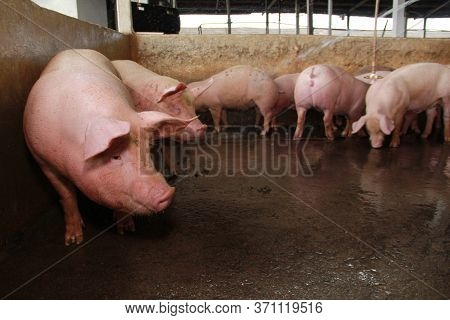 Itabuna, Bahia / Brazil - June 15, 2012: Pig Breeding Farm In The City Of Itabuna.