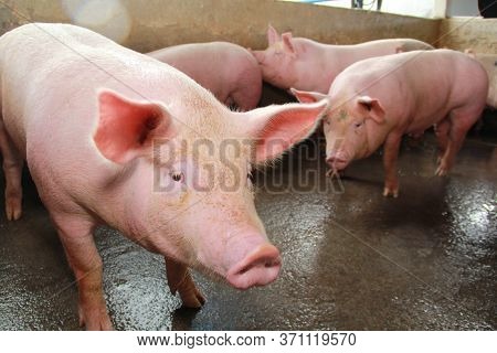 Itabuna, Bahia / Brazil - June 15, 2012: Pig Breeding Farm In The City Of Itabuna.