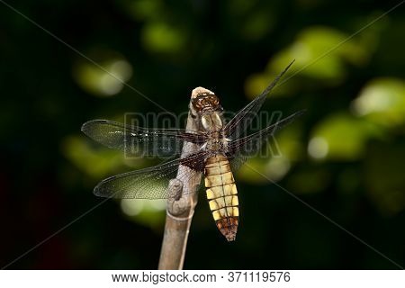 Female Broad Bodied Chaser Dragonfly On Bamboo
