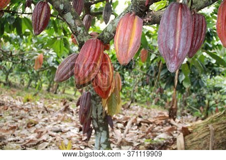 Ilheus, Bahia / Brazil - July 3, 2012: Cocoa Plantation In Farming In The City Of Ilheus. The Fruit 