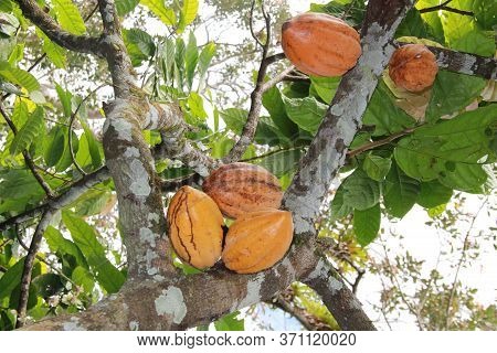 Ilheus, Bahia / Brazil - July 3, 2012: Cocoa Plantation In Farming In The City Of Ilheus. The Fruit 