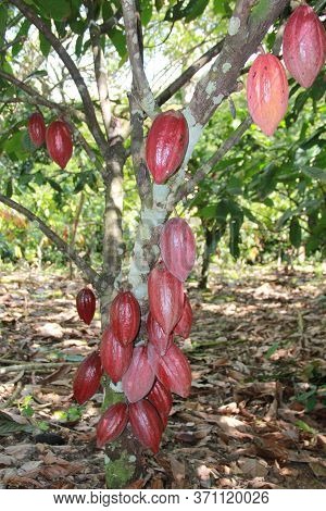 Ilheus, Bahia / Brazil - July 3, 2012: Cocoa Plantation In Farming In The City Of Ilheus. The Fruit 