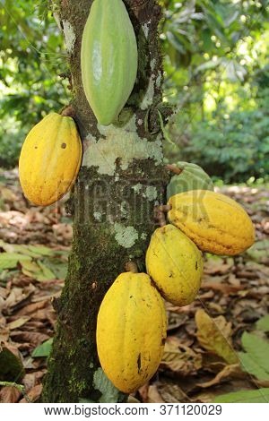 Ilheus, Bahia / Brazil - July 3, 2012: Cocoa Plantation In Farming In The City Of Ilheus. The Fruit 