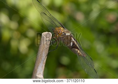 Female Broad Bodied Chaser Dragonfly Grooms Face While Resting On Bamboo,