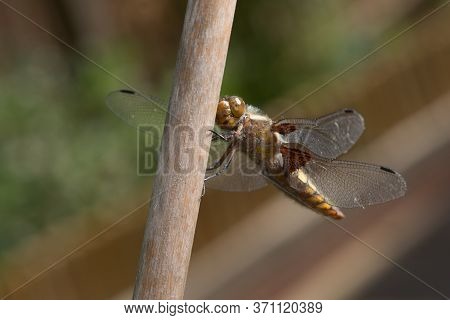 Portrait Of A Female Broad Bodied Chaser Dragonfly, With Particular Focus On The Face.