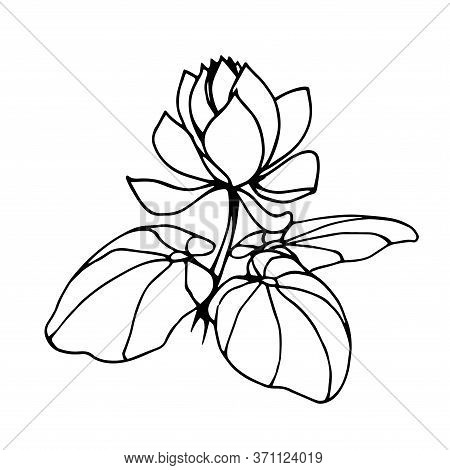 Plant, Tropical Lotus Flower With Leaves, Vector Illustration With Black Contour Lines Isolated On W