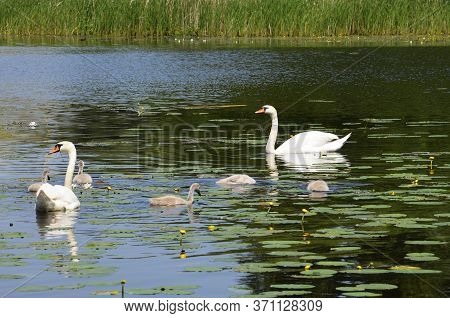 White, Adult Swans With Small Geese Swim On The Lake Among The Water Lilies. Swans Hissing Birds Of 