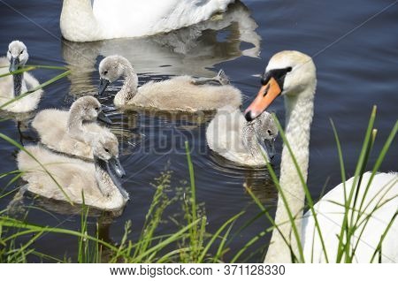 Gray, Fluffy Goslings Swim Near The Shore. White Swan With Small Chicks. Wild Bird. The Sibilant Swa