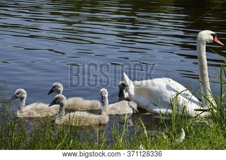 Gray, Fluffy Goslings Swim Near The Shore. White Swan With Small Chicks. Wild Bird. The Sibilant Swa
