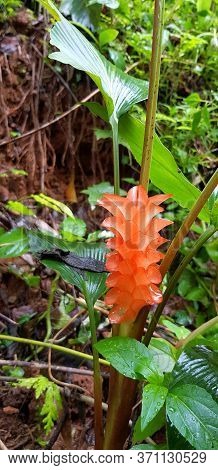 Fresh Red, Pink Or Orange Krachiew Flower With Green Bush Background In Deep Tropical Forest Or Jung