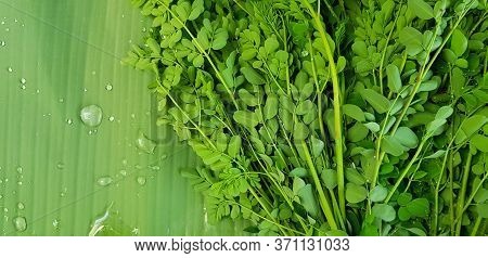 Moringa Tree Leaves, Horse Radish Tree Or Drumstick On Banana Leaf And Water Droplet With Left Copy 