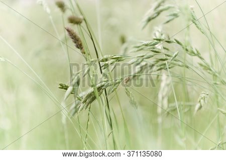 Nature Background With Wildgrass Under Sunlight. Selective And Soft Focus. Plant Background.