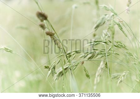 Nature Background With Wildgrass Under Sunlight. Selective Focus. Plant Background.