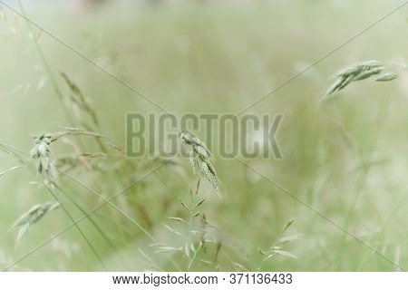 Nature Background With Wildgrass Under Sunlight. Selective Focus. Plant Background.