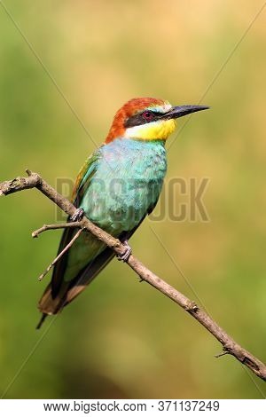 The European Bee-eater (merops Apiaster) Sitting In The Branch With Green Background