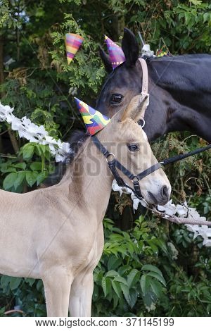 The Heads Of A Brown Mare And A Yellow Foal With Party Hats And Guirlandes In The Trees. Background 