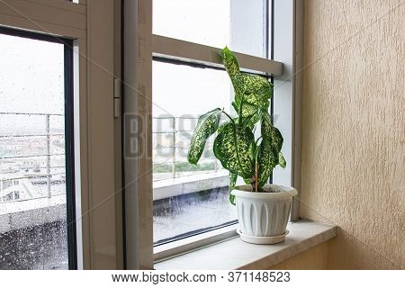 Flower Of Diffenbachia On The Windowsill, It Is Rainy