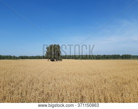 autumn landscape with a wheat field and a lone tree